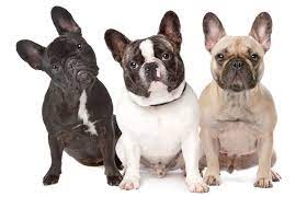 Maybe you would like to learn more about one of these? Dog Coat Color French Bulldog Panel Veterinary Genetics Laboratory