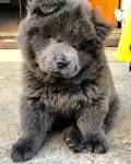 Chow Chow - Wikipedia