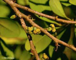 Image result for Canellaceae