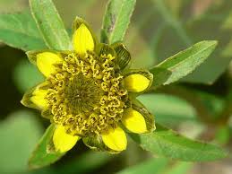 Image result for foto Dvouzubec