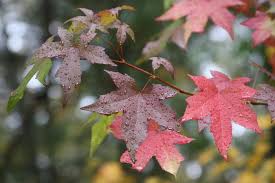 Image result for Liquidambar