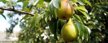 Birne Vom Eigenen Baum Ernten Und Geniessen Hagebau De