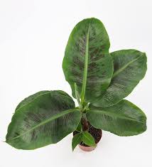 Maybe you would like to learn more about one of these? Musa Dwarf Cavendish Banana Plant Beards Daisies