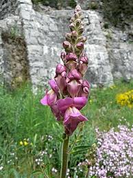 Image result for Antirrhinum