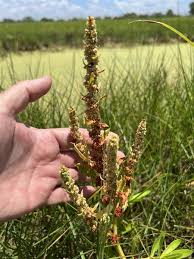 Image result for Rumex
