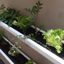 It is used to save space and maximizing places for your plants. Home Dzine Garden Ideas Adding A Herb And Veggie Gutter Garden
