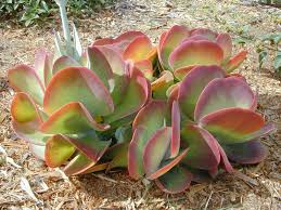 Kalanchoe Flapjack Plant How To Propagate Succulents Planting Succulents Plants
