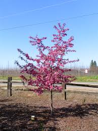 Thick branches are unyielding to string winds, unlike many. Royal Raindrops Crabapple Tree Garden Gate Nursery