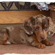 Maybe you would like to learn more about one of these? Mini Dachshund Puppies For Sale In Wi