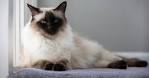 Javanese Cats | Javanese Cat Breed Info & Pictures | PetMD