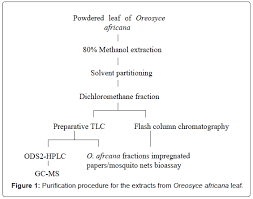 Image result for Oreosyce africana