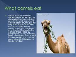 Do not message moderators individually about posts not appearing in the new so camels didn't eat cacti until 1500s?? A Camel Is An Even Toed Ungulate Within The Genus Camelus There Are Two Species Of Camels The Dromedary Or Arabian Camel Has One Hump The Bactrian Ppt Download