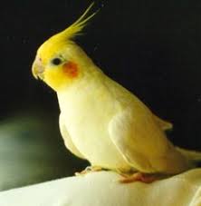 We did not find results for: 11 Birds Ideas Birds Cockatiel Pet Birds