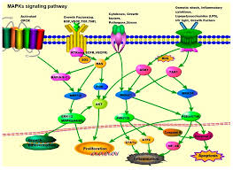 Rob palmer, phil wachsmann, jon lloyd, paul chauncy — matter over mind 03:26. Cells Free Full Text Mitogen Activated Protein Kinases Mapks And Cholangiocarcinoma The Missing Link Html