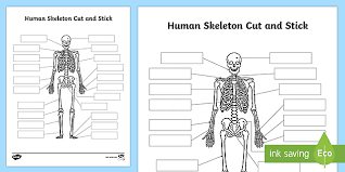 This photographic print is digitally. Human Skeleton Bones Cut And Paste Activity Teacher Made