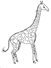 Collection of outline giraffe cliparts (46). Giraffe Coloring Page Animals Town Free Giraffe Color Sheet