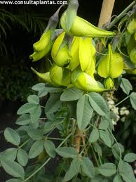 Image result for Crotalaria bernieri