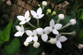 Image result for Bouvardia longiflora