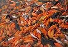 ɲiɕi̥kiꜜɡoi, literally brocaded carp), are colored varieties of the amur carp (cyprinus rubrofuscus). Koi Wikipedia