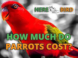 How Much Does A Parrot Cost 64 Popular Bird Prices Updated 2019 This land has a dimension of 25.0 mt length 40.0 mt width. how much does a parrot cost 64 popular
