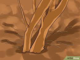 We did not find results for: 4 Ways To Remove A Privet Hedge Wikihow