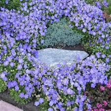 Bellflower Seeds Campanula Carpatica Flower Seed Plants Planting Flowers Ground Cover