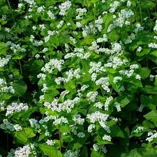 Image result for Crambe