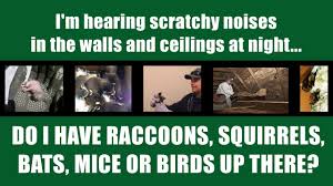 You've come to the right place! How To Get Rid Of Squirrels In Walls How I Get Rid Of