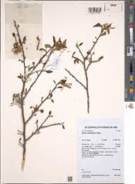 Image result for Turraea mombassana