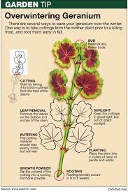 Saving Geraniums During The Winter Plants Geraniums Gardening Tips
