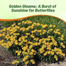 Image result for Asclepias aurea