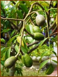 Image result for Spondias