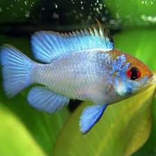 Fish Cichlid Electric Blue Mikrogeophagus Ramirezi At Green Aqua Green Aqua Akvaryum balıkları arasında ramirezi balıkları bitkili akvaryumlarda da bakılabilen cichlidler. fish cichlid electric blue mikrogeophagus ramirezi