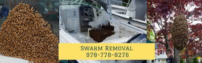 Who will remove bees for free. Free Honey Bee Swarm Removal Service Beverly Bees