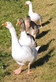 Ships from and sold by amazon.com. How To Raise Geese Guide How To Raise Geese Chickens Backyard Garden Animals Raising Geese