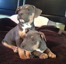All these dogs share some physical characteristics and personality; Pitbull Breeding Color Chart Pitbull Puppies