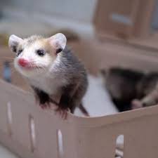 Opossum Possum Cute Coffee Tea Mug 11oz Premium Marsupial Design Custom Trash Possum Pet Mug Best Birthday Gift For Mother Opossum Marsupial Possum