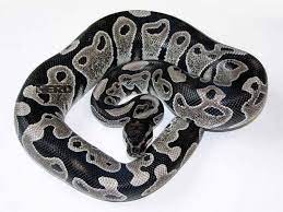 Axanthic Ball Python I Want It Sooo Bad Lol Ball Python Ball Python Morphs Pet Snake