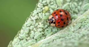 Spider mites may be the most dreaded of house plant pests. Neem Oil Insecticide Natural Pesticide For Plants