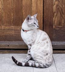 Black and white cats, due to their often distinctive markings, can become celebrities in their own right. Pin On Diy