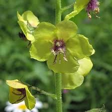 Image result for Vangueria mollis
