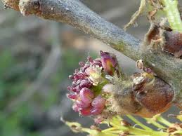 Image result for Fraxinus angustifolia