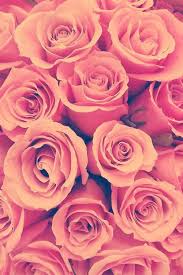 Pin By Jan Maiden On Roses Background Pink Flowers Pink Roses Flowers