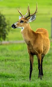 Cervo-do-pantanal – Wikipédia, a enciclopédia livre