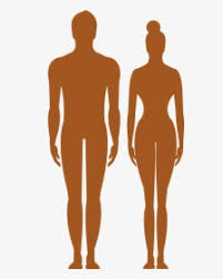 25 años de experiencia en fitness ¡ahora en tu casa! Human Body Silhouette Clip Art Ejercicios Fitness En Casa Hd Png Download Transparent Png Image Pngitem