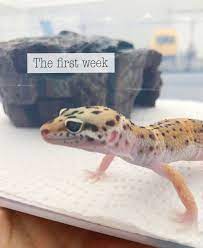 My First Week With A Leopard Gecko Leopard Gecko Leopard Gecko Care Leopard Gecko Hide
