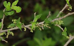 Image result for Erythrococca