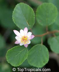 Image result for Grewia microthyrsa