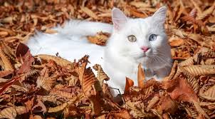 Van Kedisi Su En Guzel Kedi Secildi