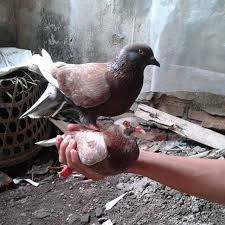 Burung merpati dikenal sebagi burung yang sangat setia dengan pasangannya. Burung Dara Giring Keket Shopee Indonesia